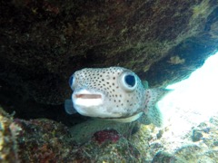 Porcupinefish (12